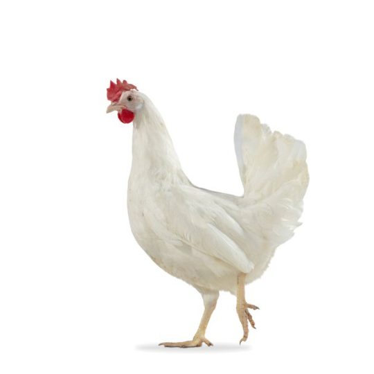 Broiler DOC (On Request)