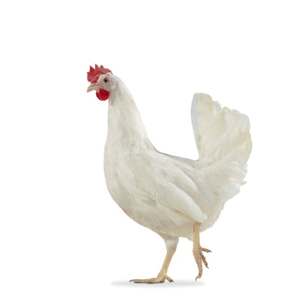 Broiler DOC (On Request)