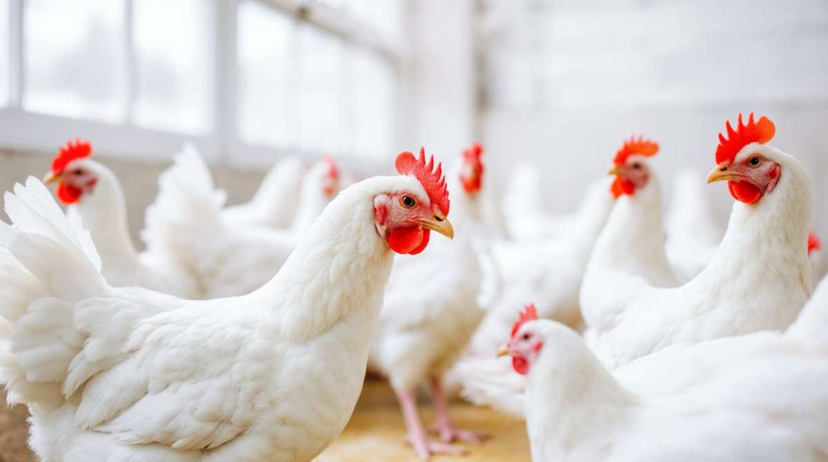 flock-white-chickens-coop (1)